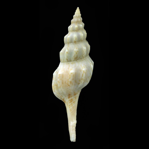walleri 67,4mm BIG
