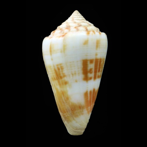 lischkeanus 51,4mm