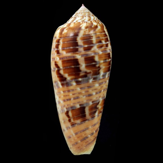 dusaveli 77,2mm