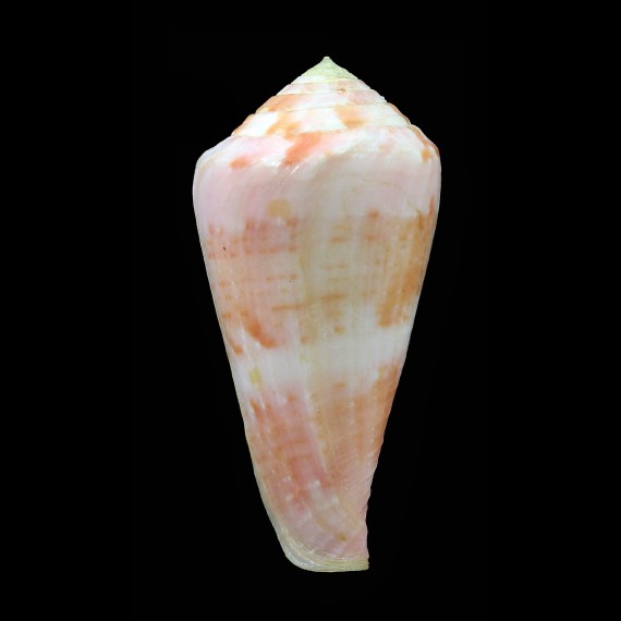pertusus 51,7mm BIG