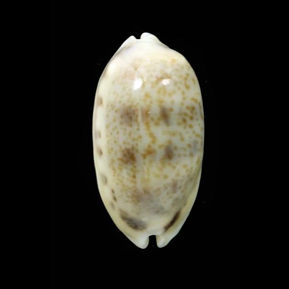 listeri 22,04mm ROSTRATE EXCEPTIONAL