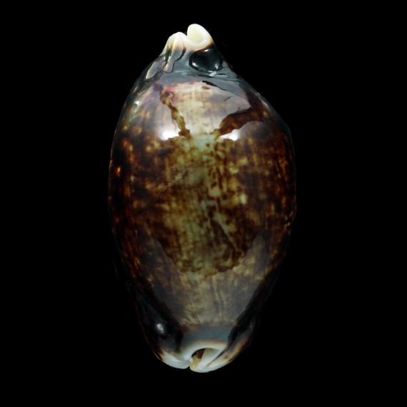 eglantina 60,7mm NIGER FANTASTIC