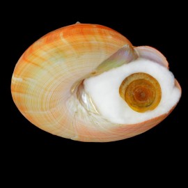 teramachi
