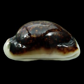 eglantina 60,7mm NIGER FANTASTIC