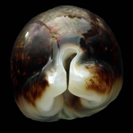 eglantina 60,7mm NIGER FANTASTIC
