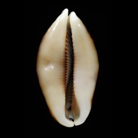 eglantina 60,7mm NIGER FANTASTIC