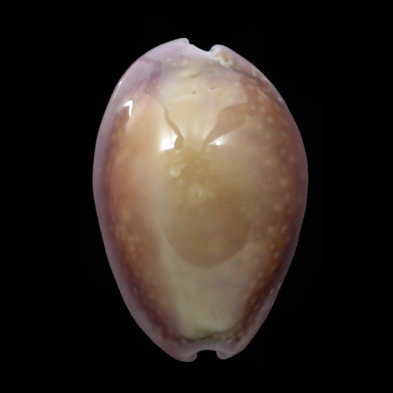 poraria 25,5mm ROSTRATE
