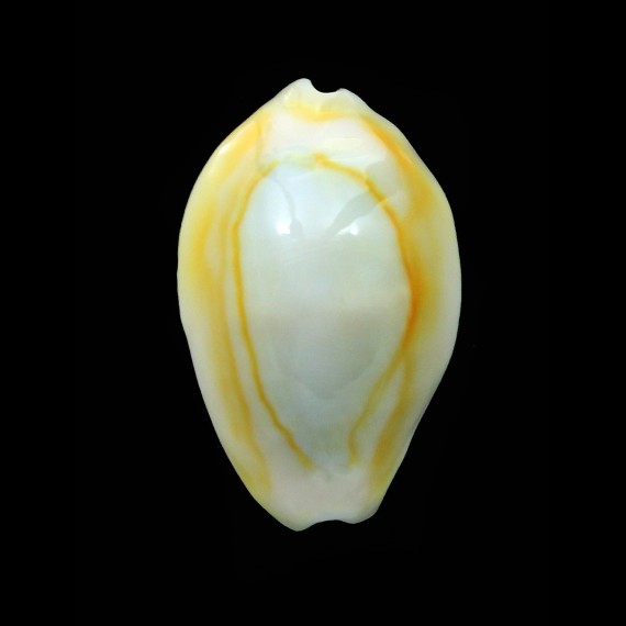 annulus 27,6mm ROSTRATE