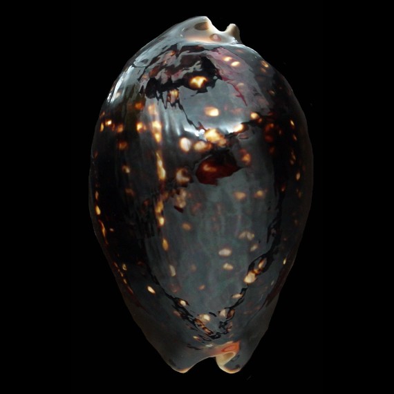 mauritiana 79,1mm ROSTRATE