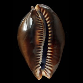 mauritiana 79,1mm ROSTRATE