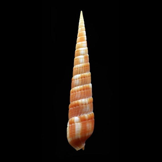 nebulosa 50,0mm