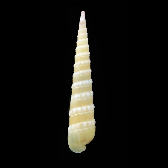 quoygaimardi 25,0mm