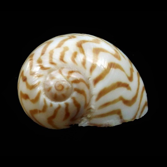undulata 16,6mm