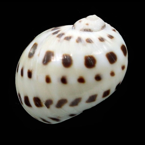 onca 18,6mm