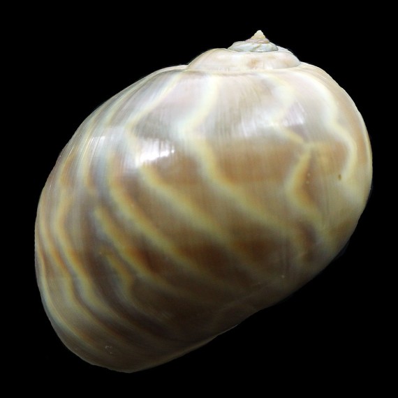 fluctuata 41,1mm