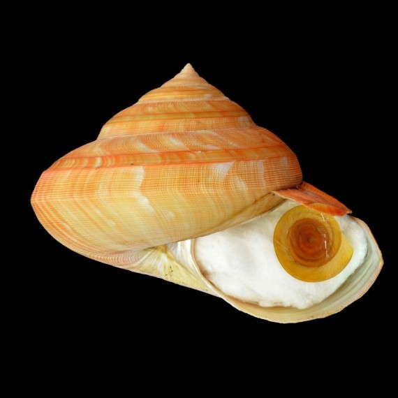 teramachi