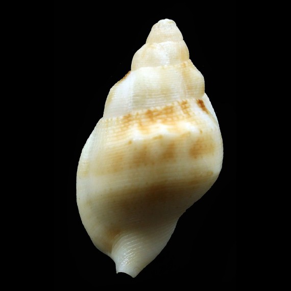 bassi 36,0mm RARE