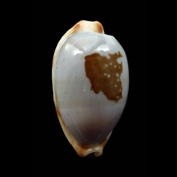 clavicola 29,2mm