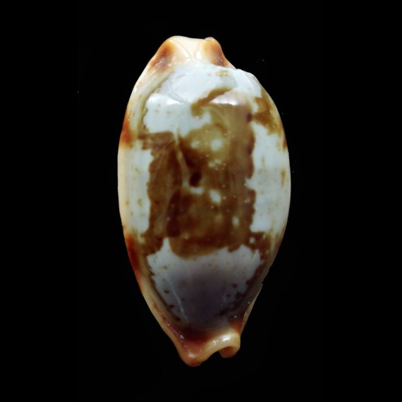 stolida 29,0mm SUPERB
