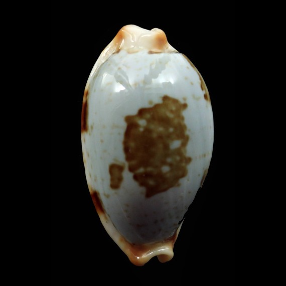 diauges salaryensis 29,9mm