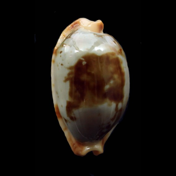 stolida 29,1mm SUPERB