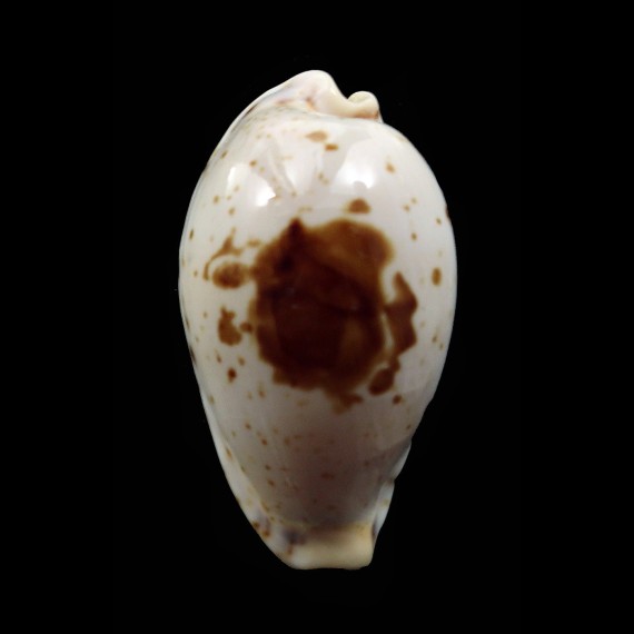 saulae 29,1mm BIG