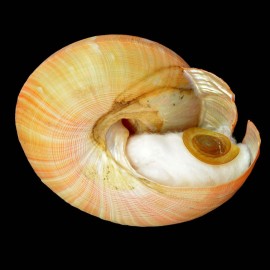 teramachi