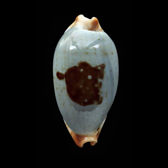 diauges 33,7mm BIG
