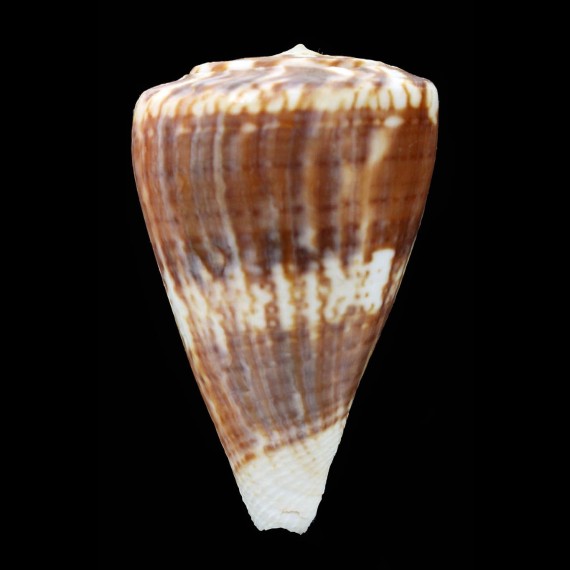 trigonus 58,1mm