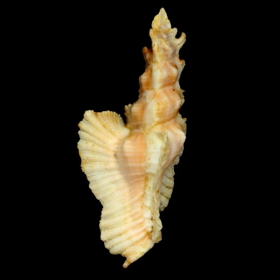 elongatus