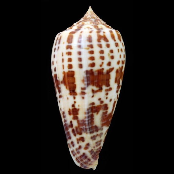 lynceus 66,0mm