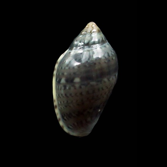 stuarti 13,0mm RARE
