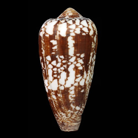 episcopatus 87,8mm GERONTIC