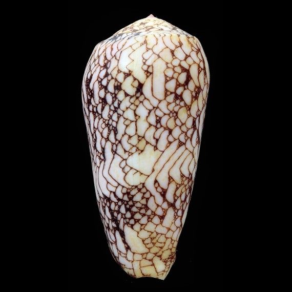 omaria convolutus 72,5mm