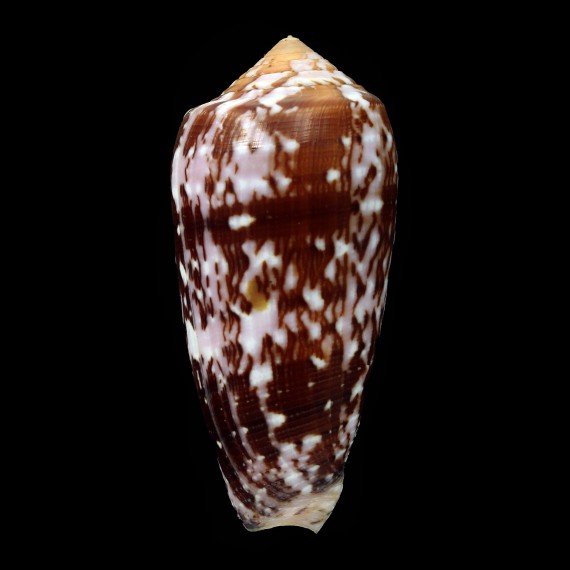 floccatus 59,1mm