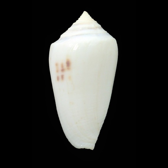 anemone singletoni 44,6mm