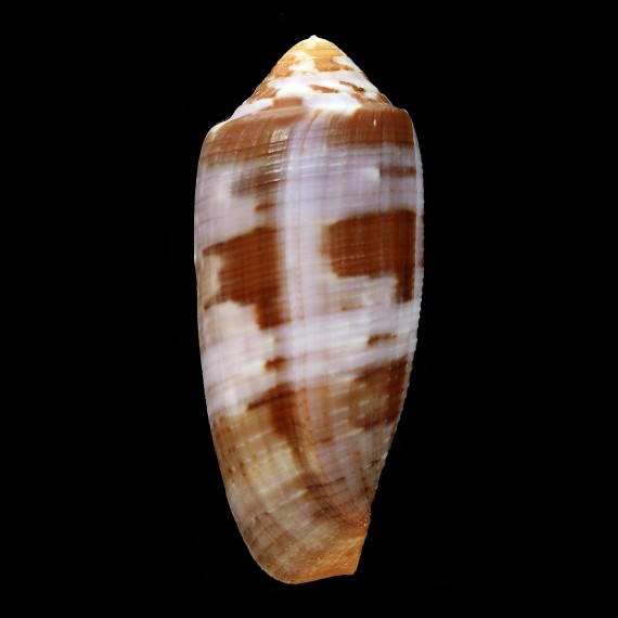 circumcisus 67,6mm
