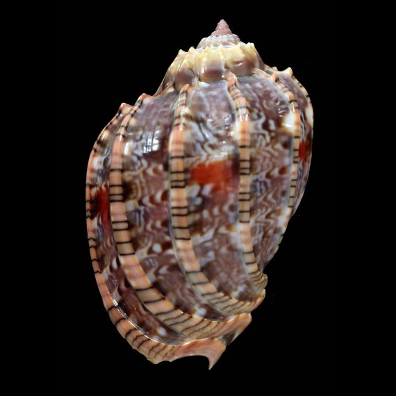 harpa 60,0mm SUPERB