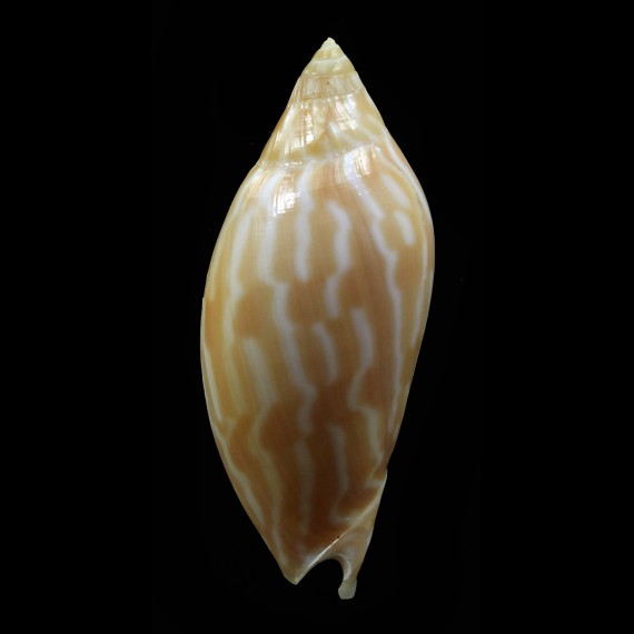 lineola 45,0mm