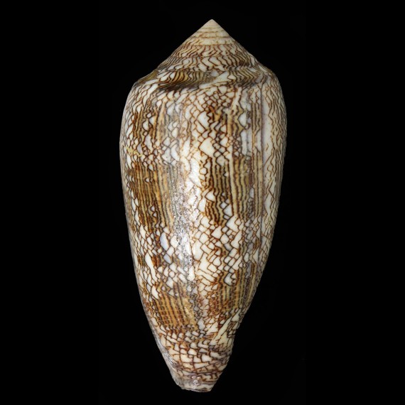textile 120,3mm BIG
