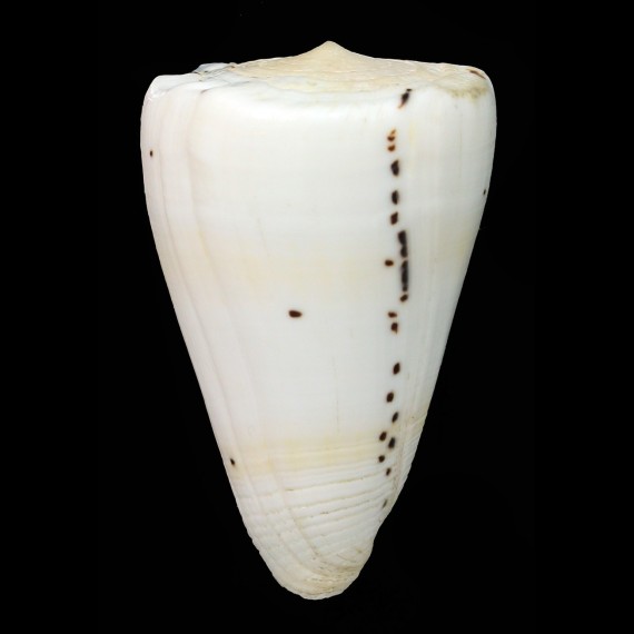 eburneus 72,9mm BIG