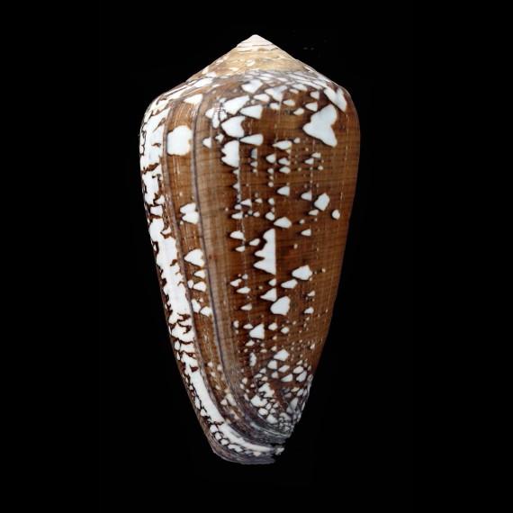 pennaceus 63,4mm SP