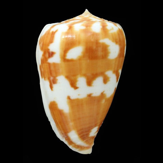 pica dolium 53,4mm BIG