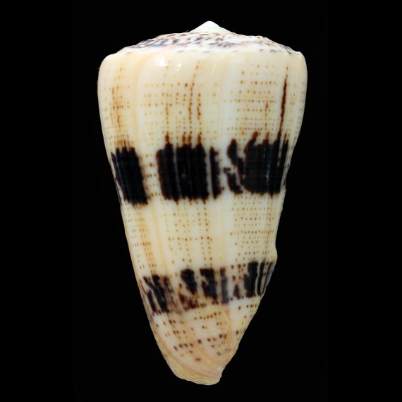 augur 68,4mm SUPERB