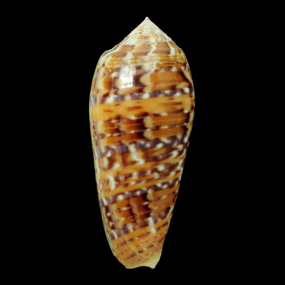 dusaveli 68,7mm SPLENDID