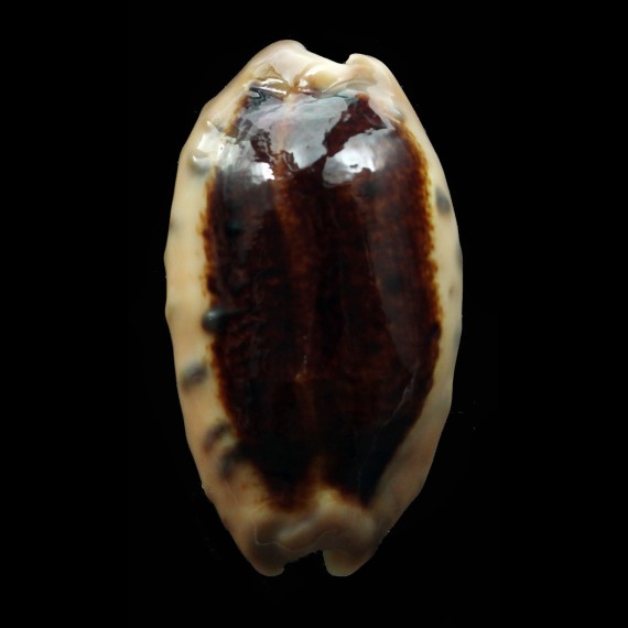 caurica 40,6mm NIGER