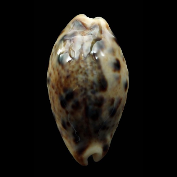 lynx 44,0mm ROSTRATE