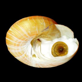 teramachi