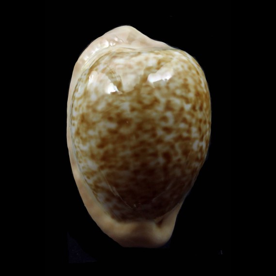 fuscorubra 32,8mm