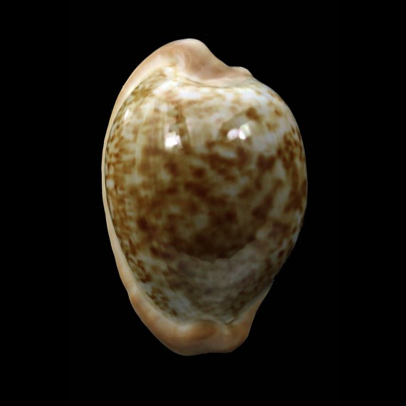 fuscorubra 32,9mm DARK